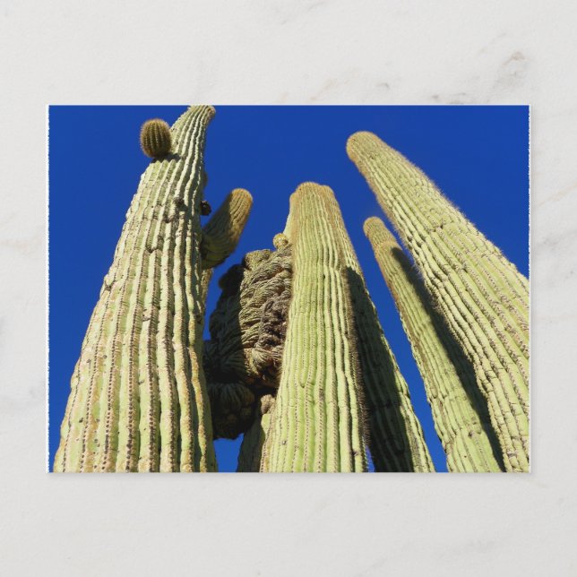 Postal El Saguaro más alto (Anverso)