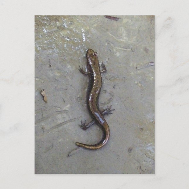 Postal El salamandra (Anverso)