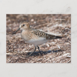 Postal El Sandpiper de Baird en la playa