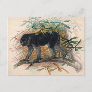 Postal El simio Ashy-Negro de Joseph Wolf