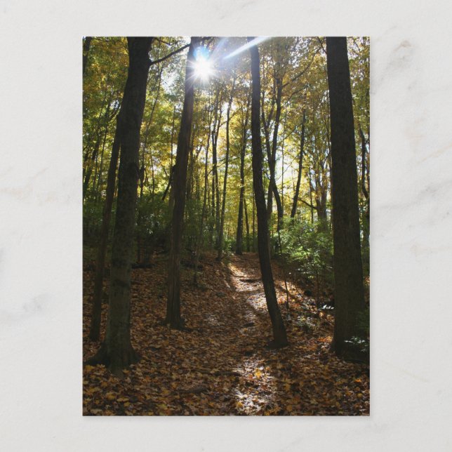 Postal El sol cruzando los árboles Postcard (Anverso)