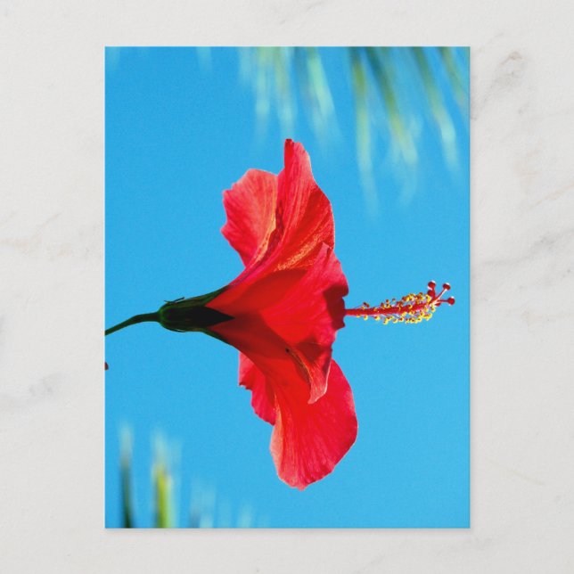 POSTAL EL SOL DE LA NOCHE (Anverso)