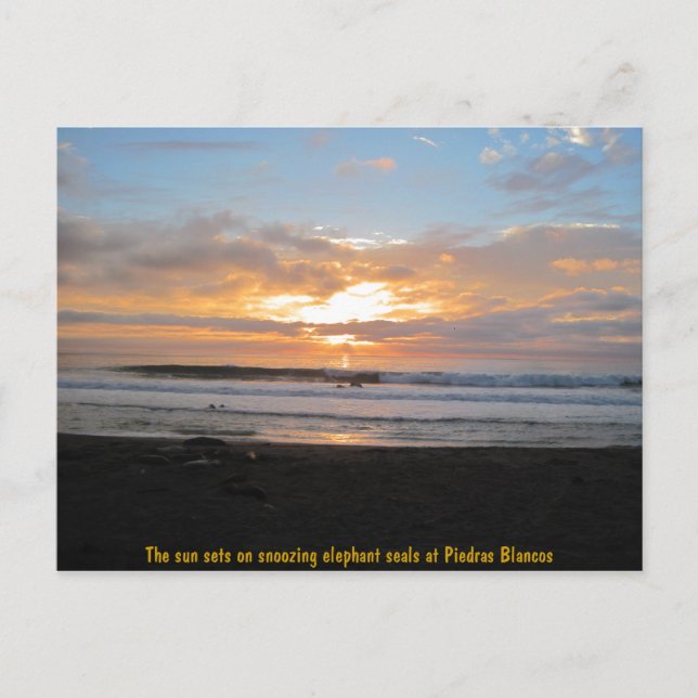 Postal El sol se pone sobre las focas elefantes que oscil (Anverso)