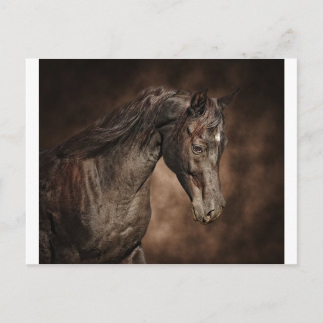 Postal El solitario stallion (Anverso)