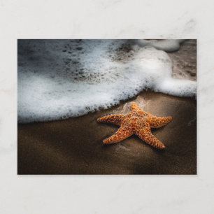 Postal El Solo Starfish En La Playa