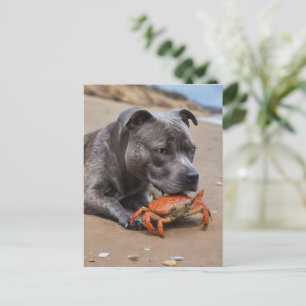 Postal El Staffy Es Un Grupo De Amigos Con Un Cangrejo De