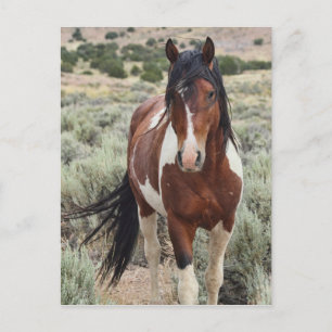 Postal El Stallion