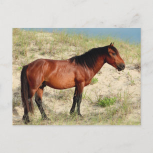 Postal El Stallion Bay Corolla