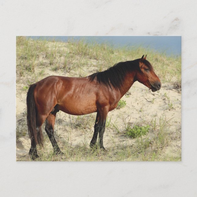 Postal El Stallion Bay Corolla (Anverso)