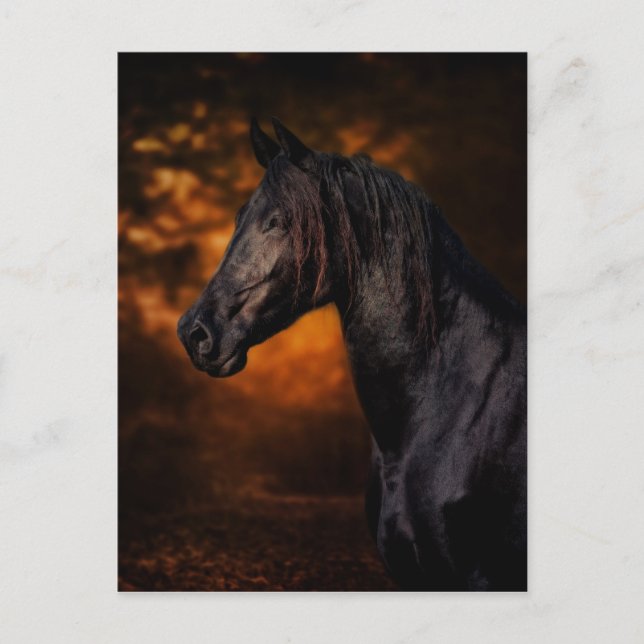 Postal El Stallion del otoño (Anverso)
