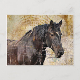 Postal El suave, un caballo de tiro
