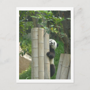Postal El subir de la panda