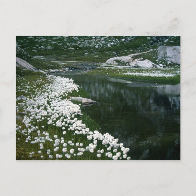 POSTAL EL SWAN (Anverso)