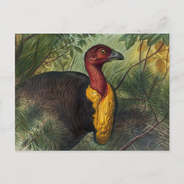 Postal El Talegalla de Joseph Wolf (Anverso)