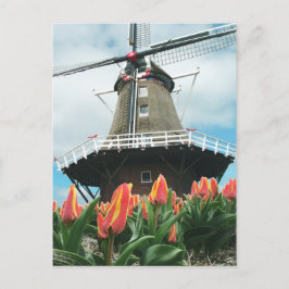 Postal El tiempo del tulipán de Holanda florece el molino