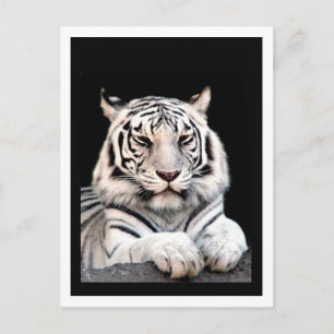 Postal El tigre blanco de Bengala