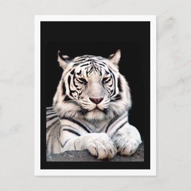 Postal El tigre blanco de Bengala (Anverso)