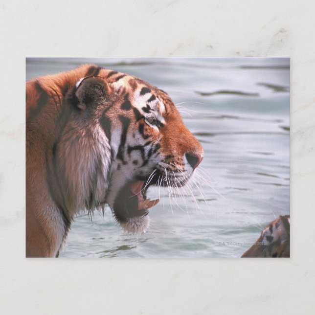 Postal El tigre de bostezo en el agua (Anverso)