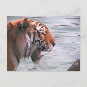 Postal El tigre de bostezo en el agua