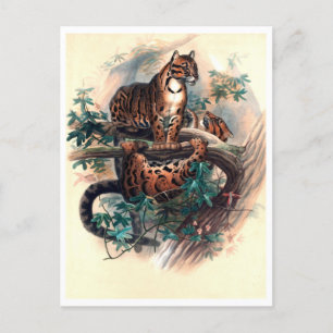 Postal El tigre nublado por Joseph Wolf