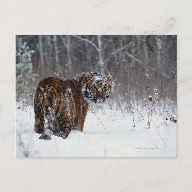 Postal El tigre (Panthera tigris) de pie en la nieve prof (Anverso)