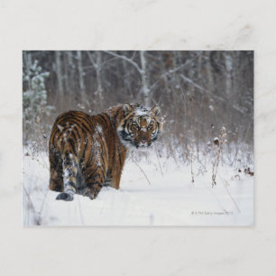 Postal El tigre (Panthera tigris) de pie en la nieve prof