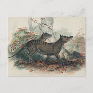 Postal El tilacino de Joseph Wolf