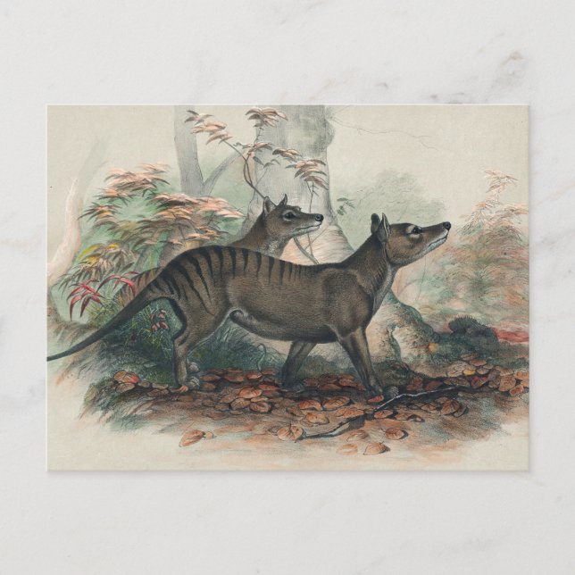 Postal El tilacino de Joseph Wolf (Anverso)