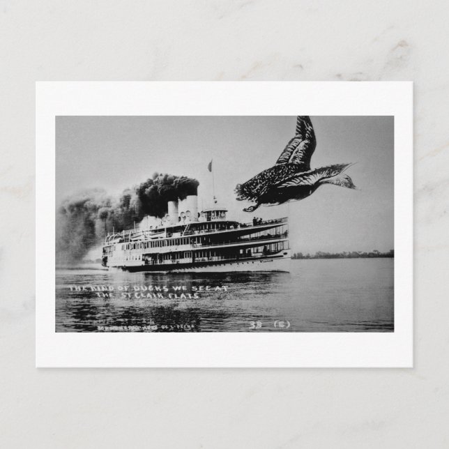 Postal El tipo de patos que vemos (Anverso)