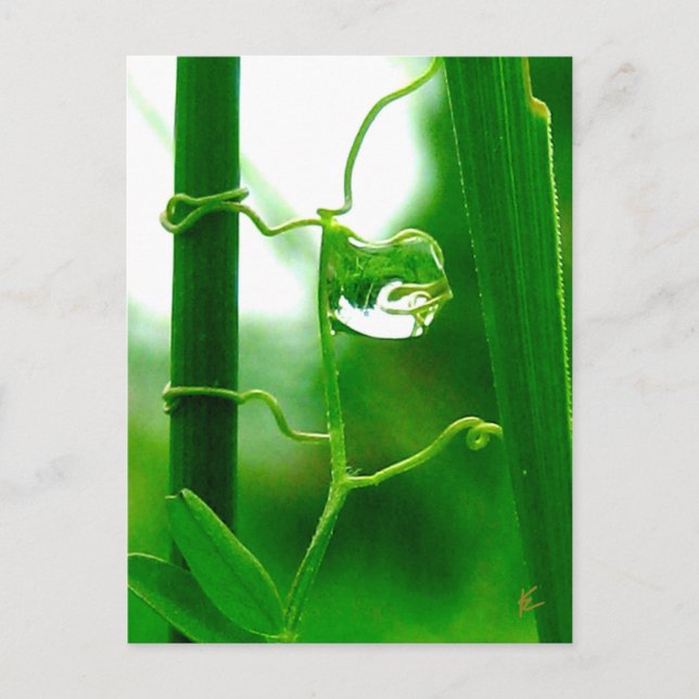 Postal El tonto, tarot en la meditación de la naturaleza (Anverso)