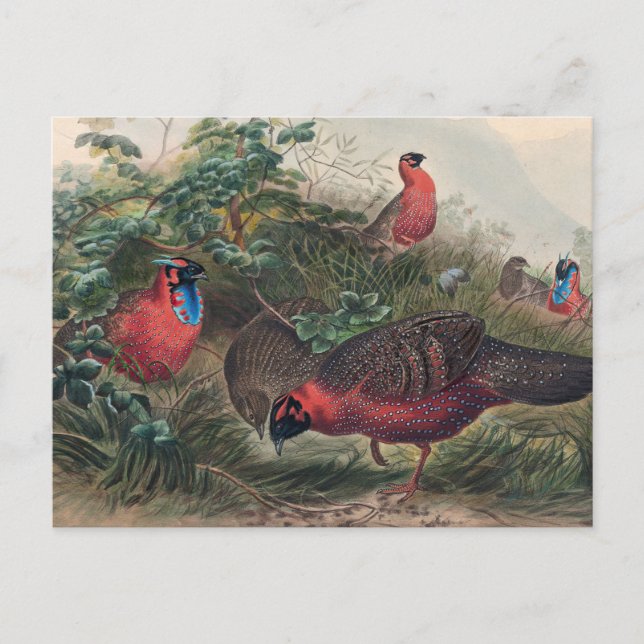 Postal El Tragopan Horned de Joseph Wolf (Anverso)