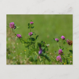 Postal El trébol rosa en la pradera verde.