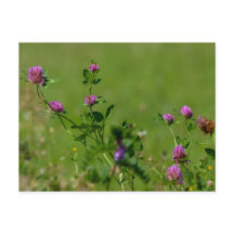 El trébol rosa en la pradera verde.