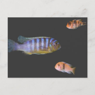 Postal El trío del Cichlid