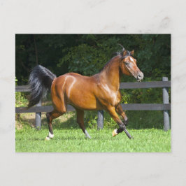 Postal El trotar árabe polaco del caballo