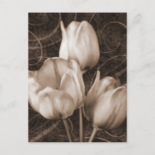 Postal El tulipán blanco florece el fondo negro de la