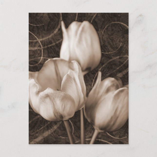 Postal El tulipán blanco florece el fondo negro de la (Anverso)