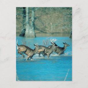 Postal El venado corriendo en el agua
