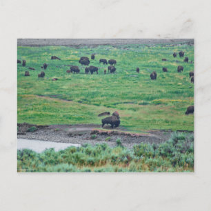 Postal El veneno estadounidense