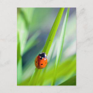 Postal El viaje de LadyBug