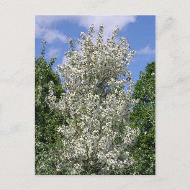 Postal El viejo árbol de manzanas (Anverso)