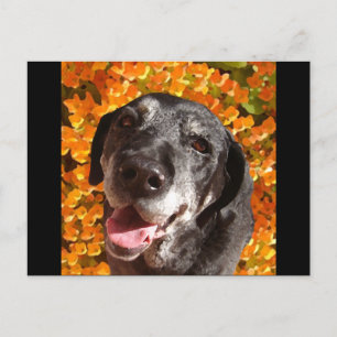 Postal El viejo labrador negro