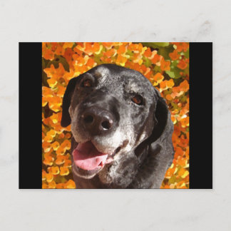 Postal El viejo labrador negro