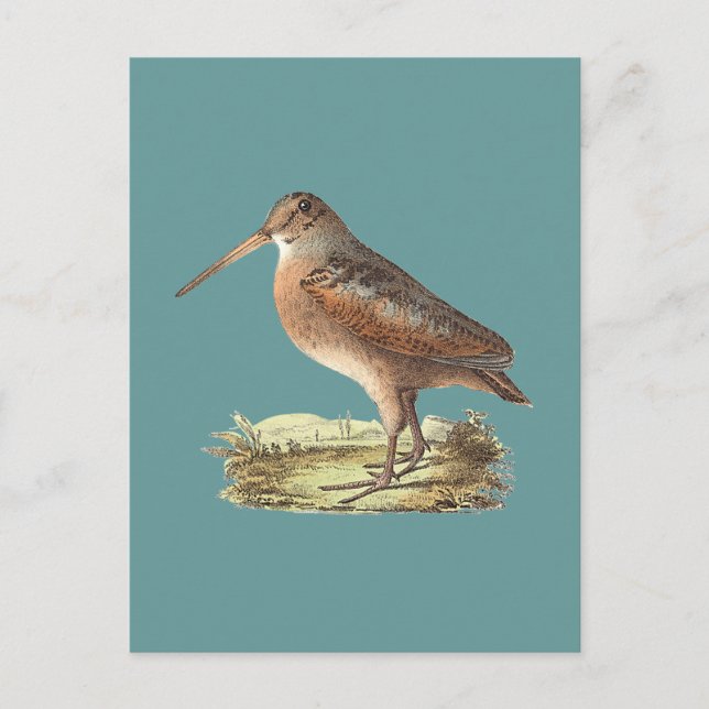 Postal El Woodcock americano (Rusticola menor) NY Bird (Anverso)
