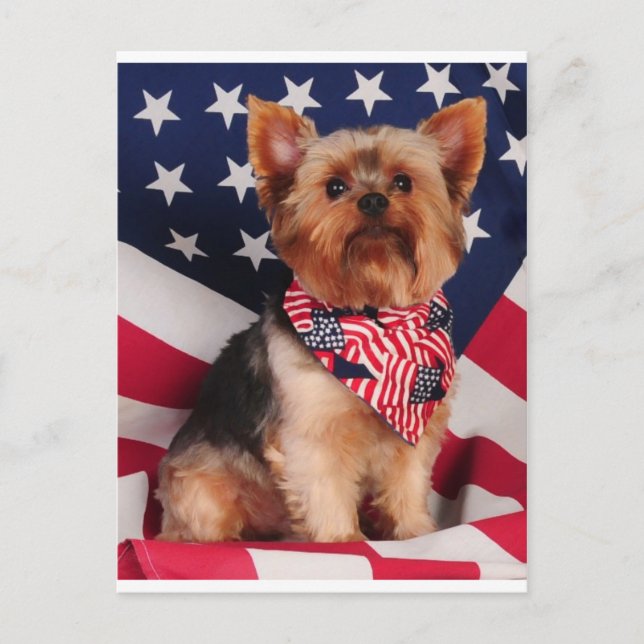 Postal El Yorkie americano (Anverso)
