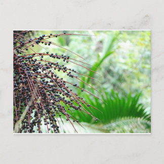 Postal El Yunque Rain Forest