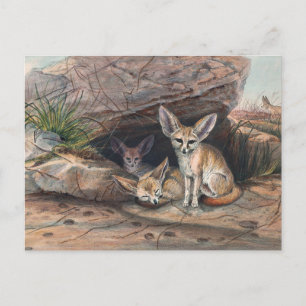 Postal El Zorro Fennec por Joseph Wolf