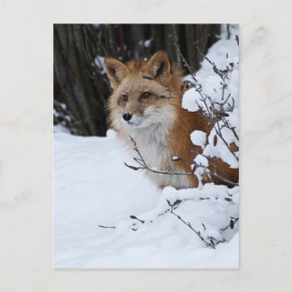Postal El zorro rojo en la nieve
