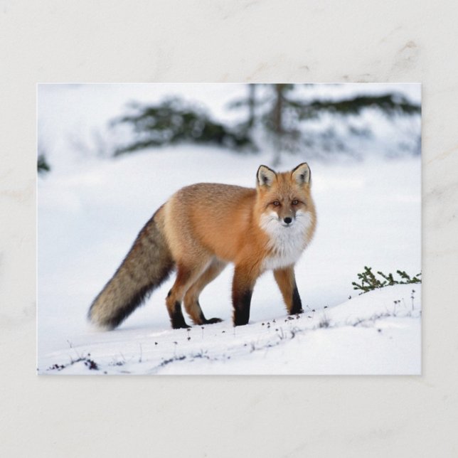 Postal El zorro rojo en la nieve (Anverso)