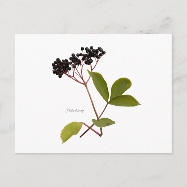 Postal Elderberry (Anverso)